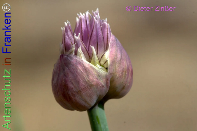 Bild zum Eintrag (1139699-160)