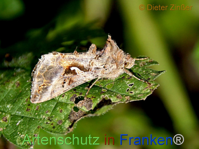 Bild zum Eintrag (1139711-160)