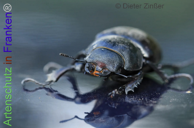 Bild zum Eintrag (1139729-160)