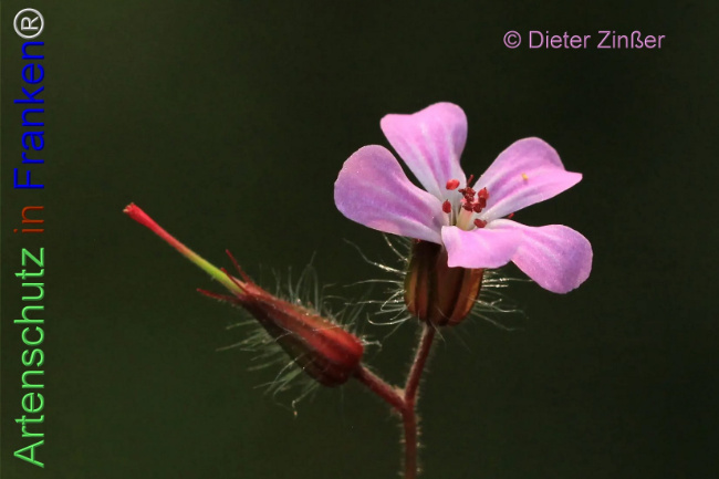 Bild zum Eintrag (1139753-160)