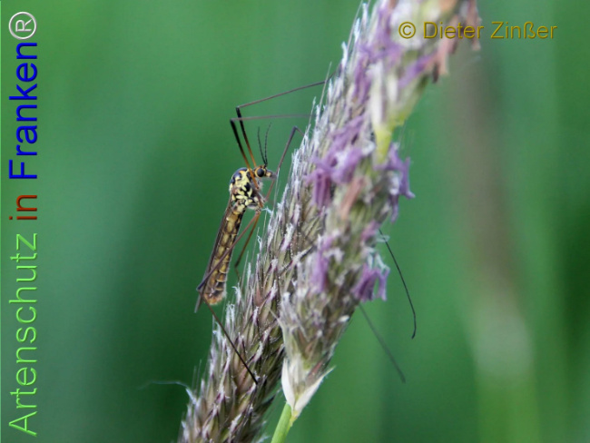 Bild zum Eintrag (1139777-160)