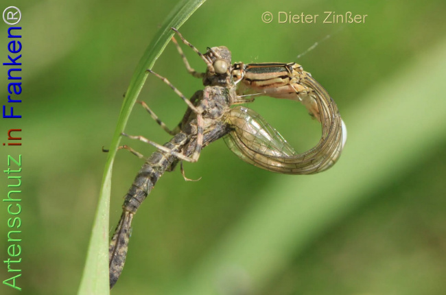 Bild zum Eintrag (1139796-160)