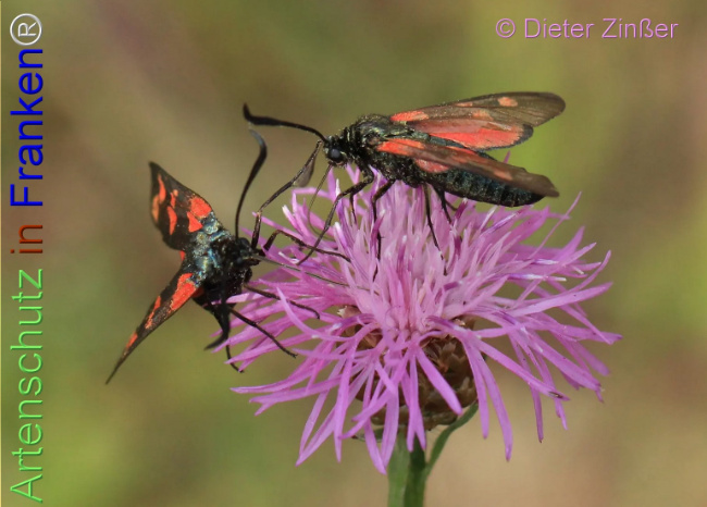 Bild zum Eintrag (1139803-160)