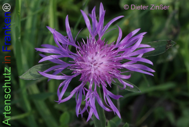 Bild zum Eintrag (1139838-160)