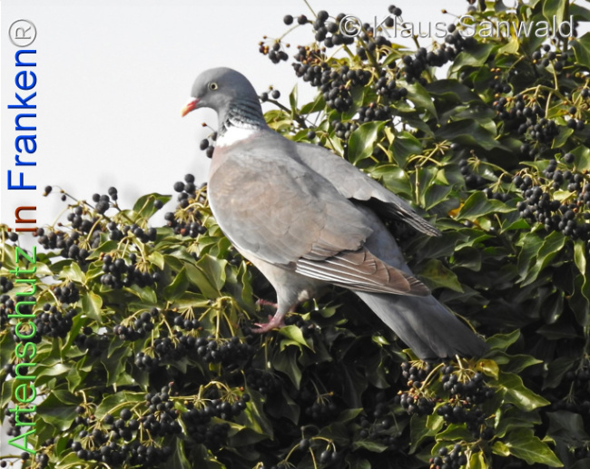 Bild zum Eintrag (1139887-160)