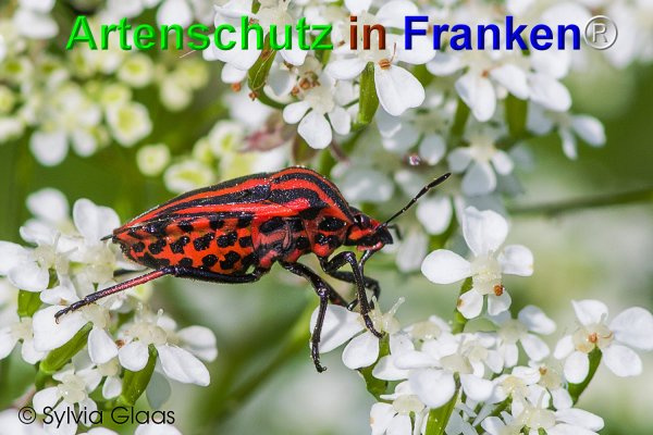 Bild zum Eintrag (1139915-160)