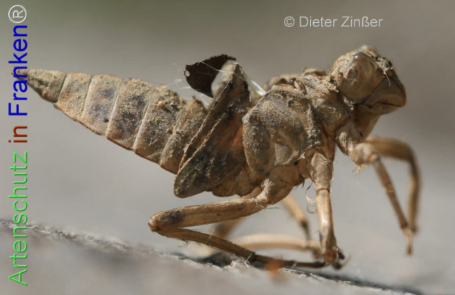 Bild zum Eintrag (1139918-160)