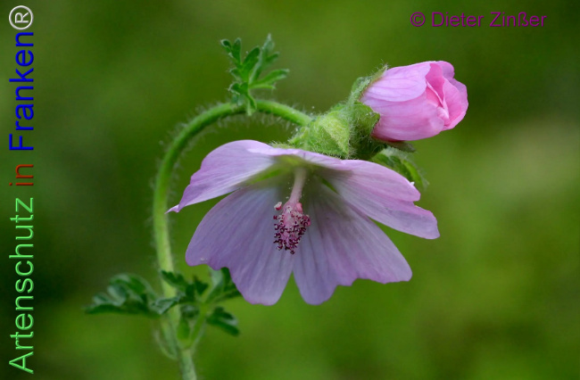 Bild zum Eintrag (1140004-160)