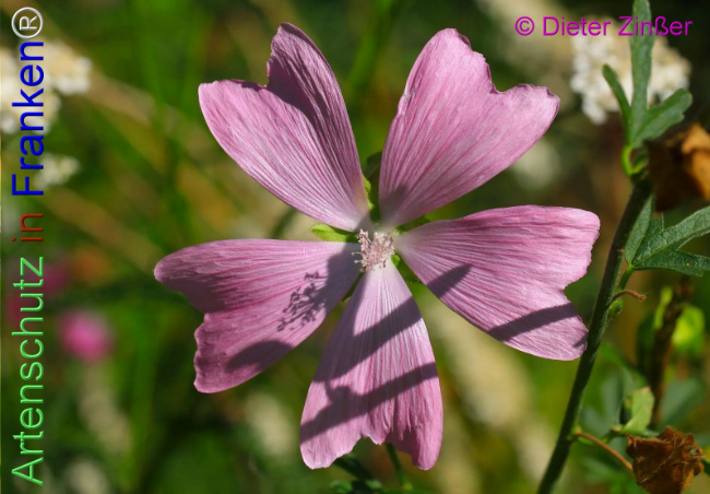 Bild zum Eintrag (1140017-160)