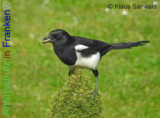 Bild zum Eintrag (1140043-160)