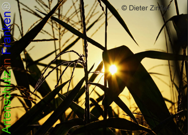 Bild zum Eintrag (1140072-160)