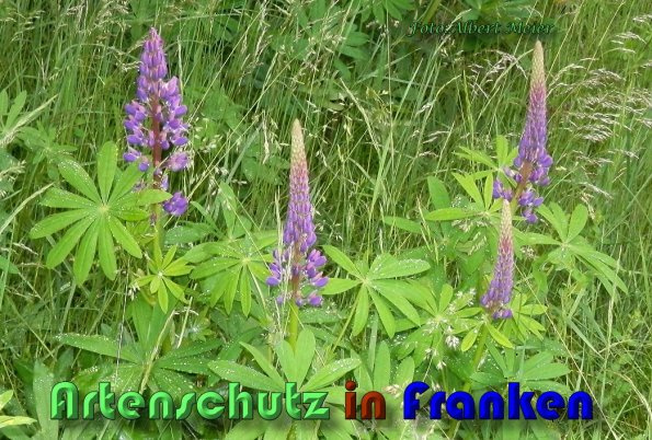 Bild zum Eintrag (1140095-160)