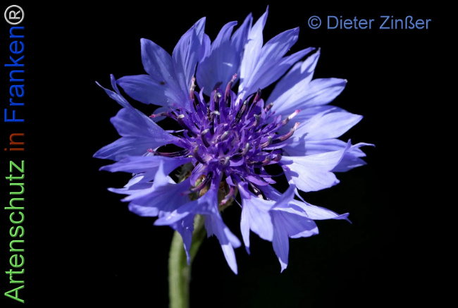 Bild zum Eintrag (1140097-160)