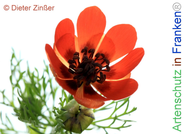 Bild zum Eintrag (1140123-160)