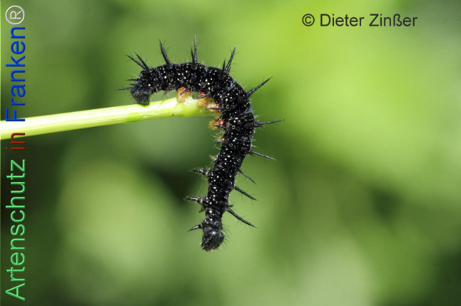 Bild zum Eintrag (1140129-160)