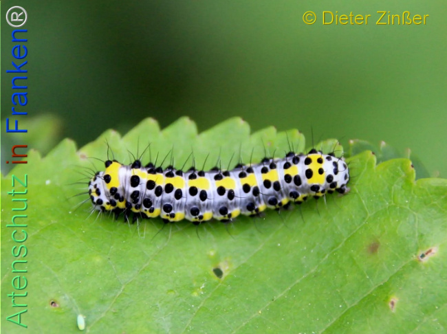 Bild zum Eintrag (1140157-160)