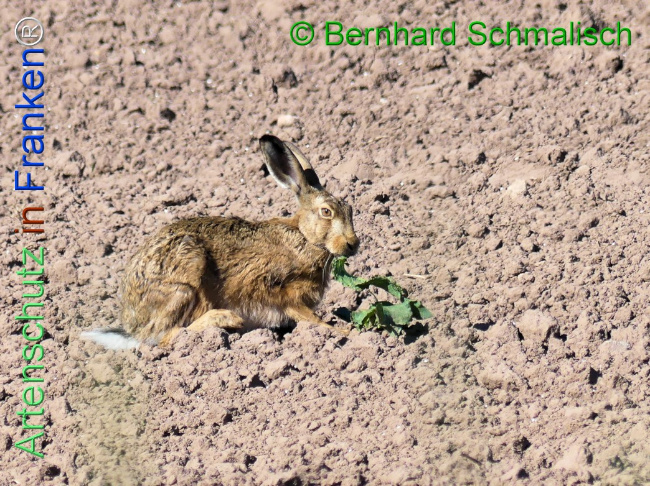Bild zum Eintrag (1140192-160)