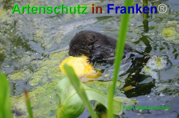 Bild zum Eintrag (1140196-160)