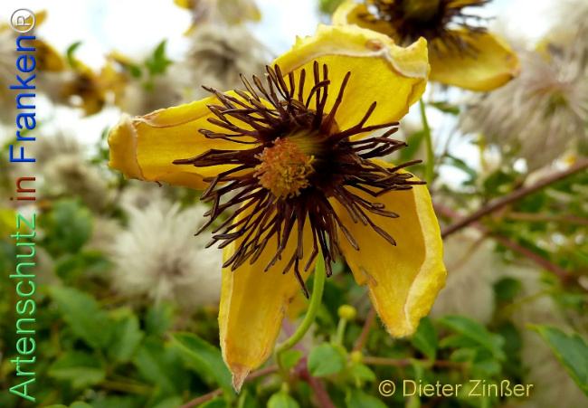 Bild zum Eintrag (1140238-160)