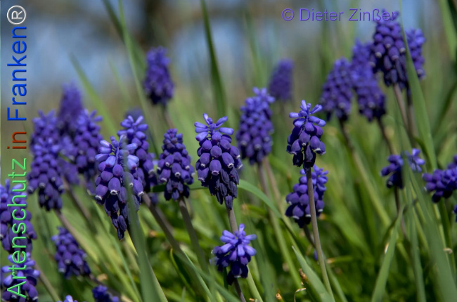 Bild zum Eintrag (1140250-160)