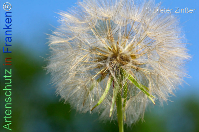 Bild zum Eintrag (1140267-160)