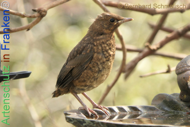 Bild zum Eintrag (1140276-160)