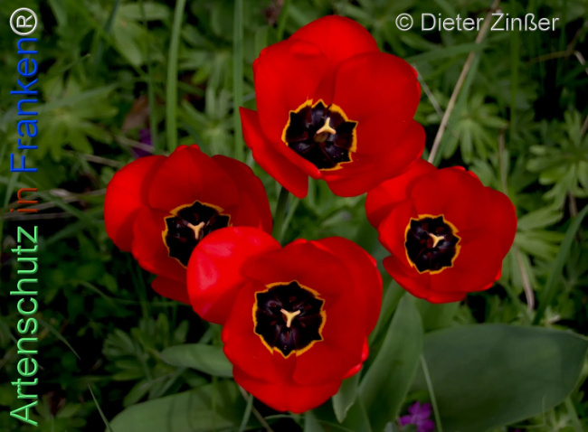 Bild zum Eintrag (1140312-160)