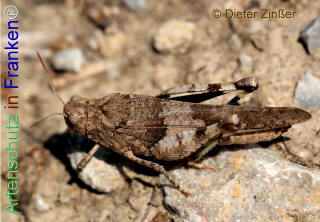 Bild zum Eintrag (1140341-160)