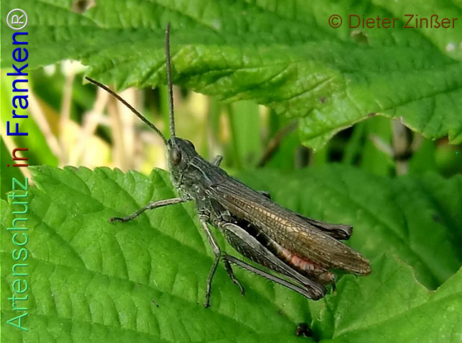 Bild zum Eintrag (1140357-160)