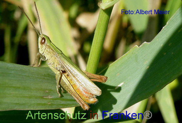 Bild zum Eintrag (1140366-160)