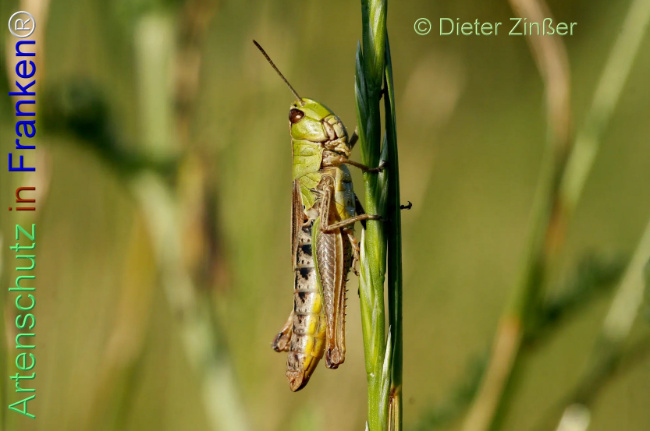 Bild zum Eintrag (1140378-160)