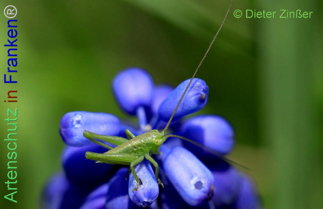 Bild zum Eintrag (1140391-160)