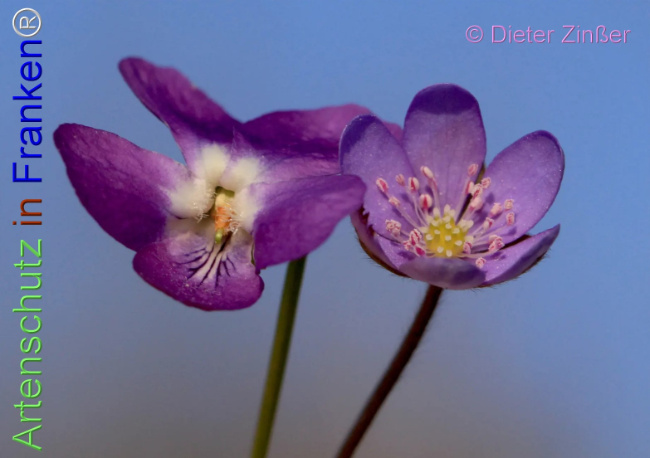 Bild zum Eintrag (1140468-160)