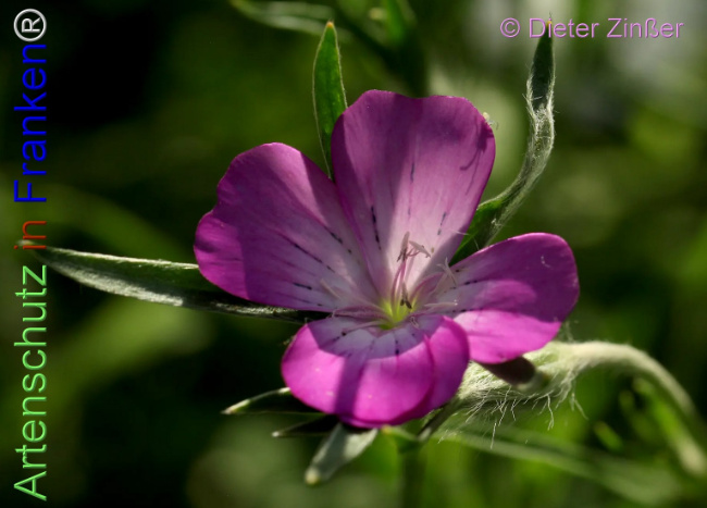 Bild zum Eintrag (1140499-160)