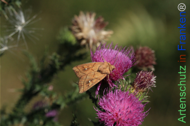 Bild zum Eintrag (1140508-160)