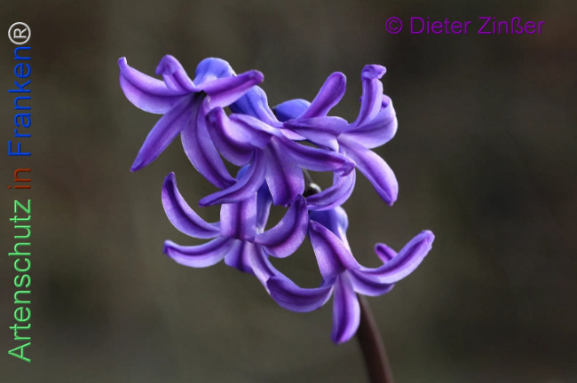 Bild zum Eintrag (1140527-160)