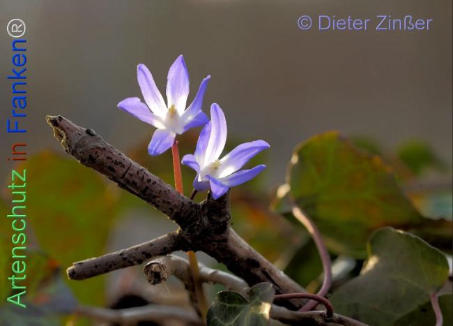 Bild zum Eintrag (1140535-160)