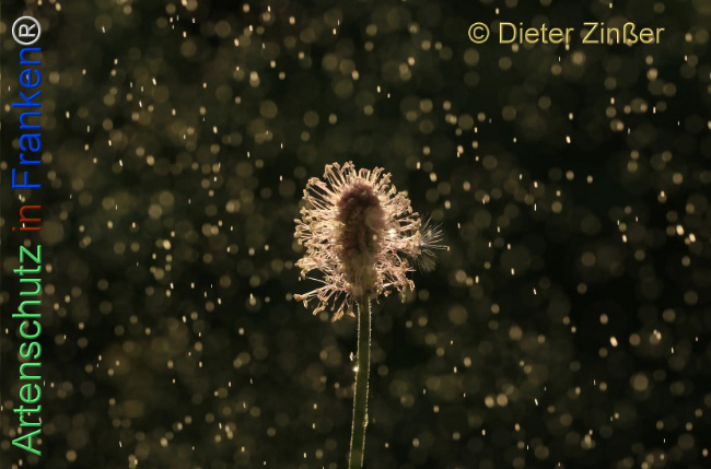 Bild zum Eintrag (1140593-160)