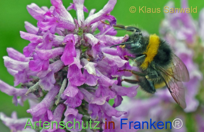 Bild zum Eintrag (1140634-160)