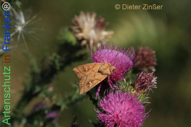 Bild zum Eintrag (1140692-160)