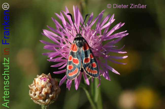 Bild zum Eintrag (1140789-160)