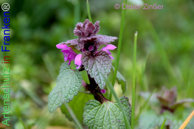 Bild zum Eintrag (1140812-160)