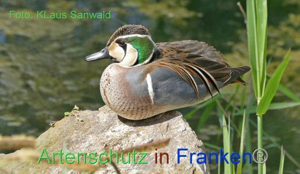 Bild zum Eintrag (1141117-160)