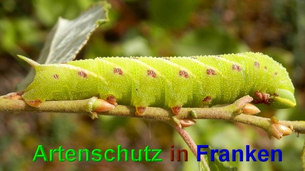 Bild zum Eintrag (1141173-160)