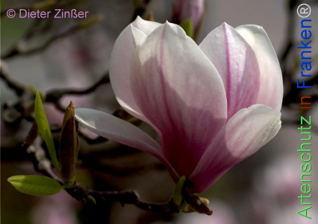 Bild zum Eintrag (1141249-160)