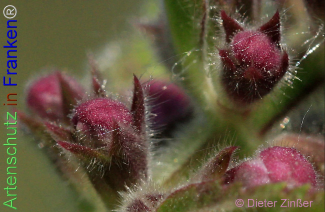 Bild zum Eintrag (1141289-160)