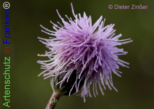 Bild zum Eintrag (1141307-160)