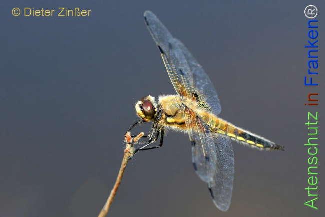 Bild zum Eintrag (1141483-160)