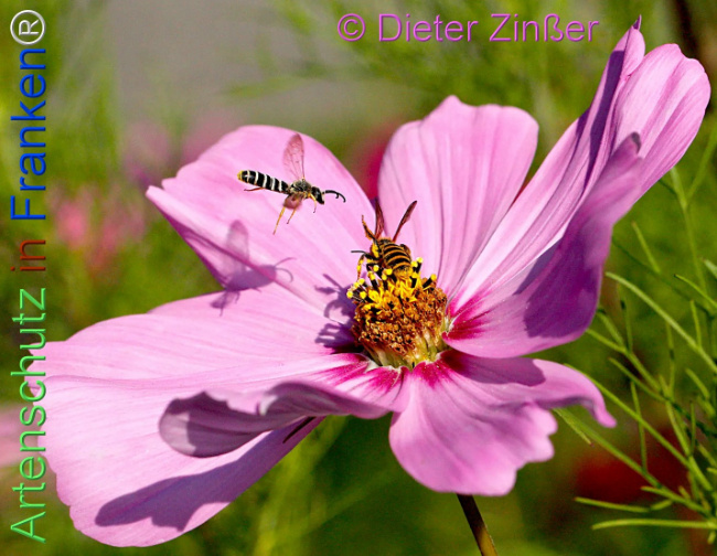 Bild zum Eintrag (1141619-160)