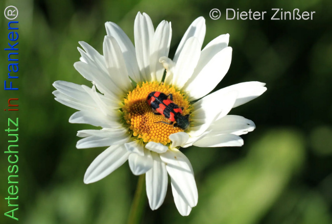 Bild zum Eintrag (1141719-160)